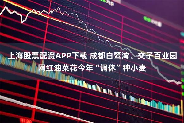 上海股票配资APP下载 成都白鹭湾、交子百业园网红油菜花今年“调休”种小麦